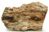Unique, Petrified Wood Candle Holder - Madagascar #378662-3